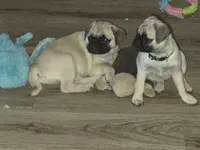 processed/738aaed0-f911-422b-8499-61f26a32bf2a/listing/dffefc5c-5134-4aac-a75a-e163f2b0f7c7/34cdaae3-d282-403a-9938-095b848850e2