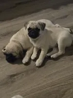 processed/738aaed0-f911-422b-8499-61f26a32bf2a/listing/dffefc5c-5134-4aac-a75a-e163f2b0f7c7/ebd3e9d0-dc21-4bc3-b961-67862de71f91