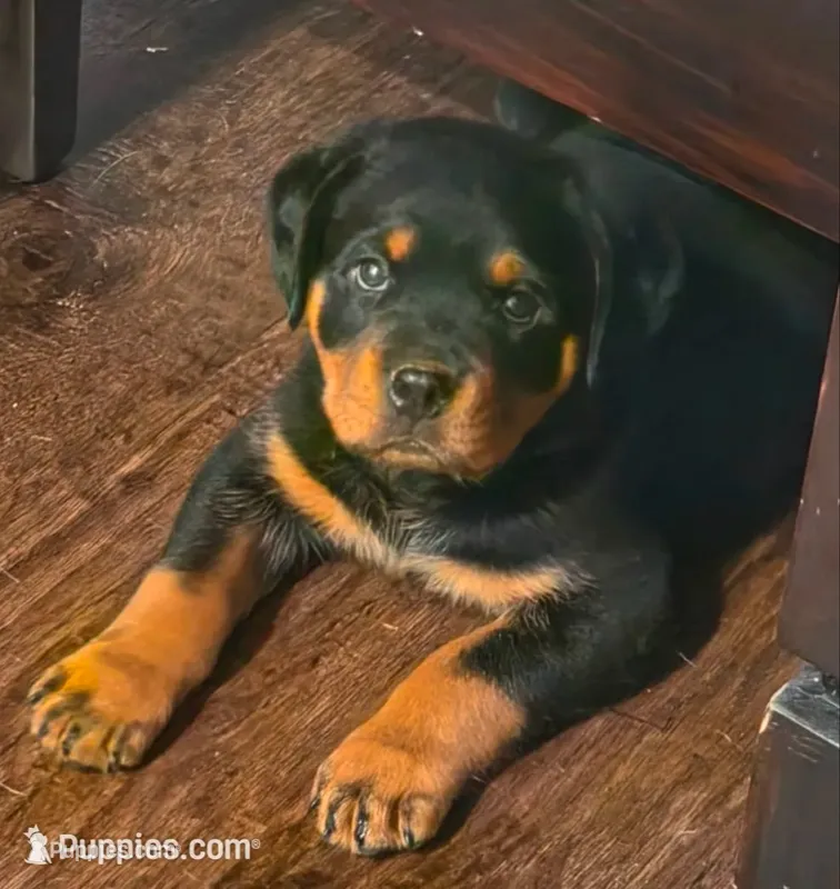 Dandelion – Rottweiler puppy for sale in Elizabethtown, KY