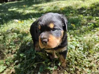 Dandelion, a female Rottweiler for sale in Elizabethtown, KY – 6 of 8