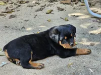 Dandelion, a female Rottweiler for sale in Elizabethtown, KY – 2 of 8