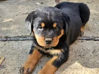 Dandelion, a female Rottweiler for sale in Elizabethtown, KY – 7 of 8