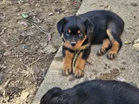 Dandelion, a female Rottweiler for sale in Elizabethtown, KY – 4 of 8