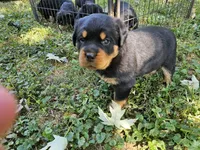 Dandelion, a female Rottweiler for sale in Elizabethtown, KY – 8 of 8