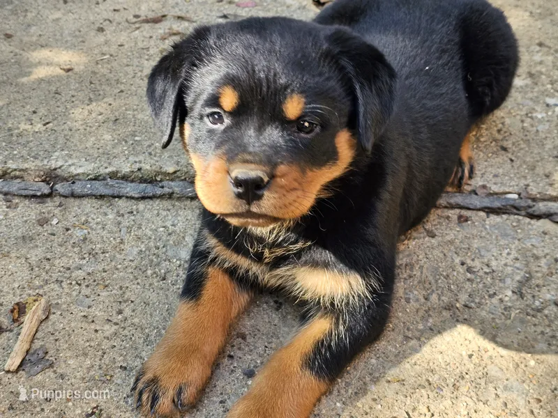 Dandelion – Rottweiler puppy for sale in Elizabethtown, KY