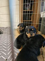 Dandelion, a female Rottweiler for sale in Elizabethtown, KY – 3 of 8