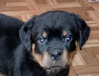 Buddy, a male Rottweiler for sale in Elizabethtown, KY – 2 of 2