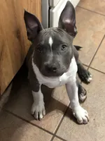 Sincere, a male American Bully for sale in Wesley Chapel, FL – 6 of 7
