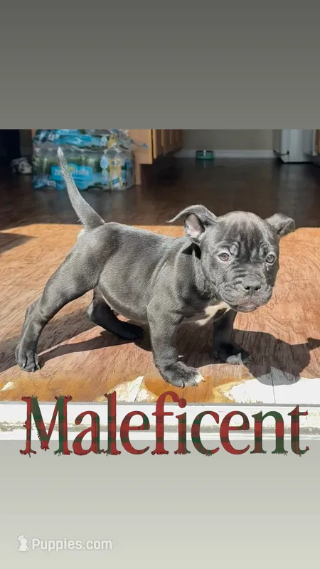 Maleficent – American Bully puppy for sale in Wesley Chapel, FL