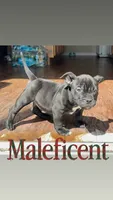 Maleficent, a female American Bully for sale in Wesley Chapel, FL – 1 of 3