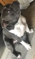 Sincere, a male American Bully for sale in Wesley Chapel, FL – 3 of 7