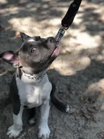 Sincere, a male American Bully for sale in Wesley Chapel, FL – 7 of 7