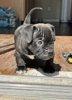 Royal , a male American Bully for sale in Wesley Chapel, FL – 2 of 5
