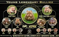 Maleficent, a female American Bully for sale in Wesley Chapel, FL – 3 of 3
