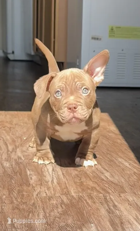Trippie Redd – American Bully puppy for sale in Wesley Chapel, FL