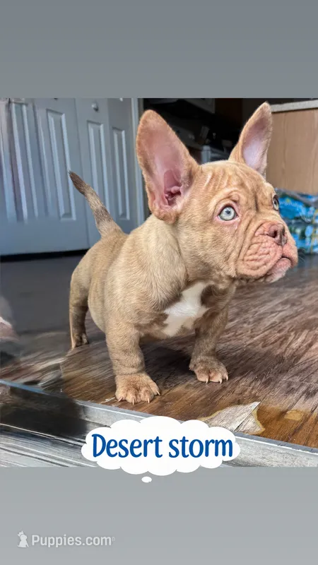 Desert – American Bully puppy for sale in Wesley Chapel, FL