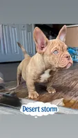 Desert, a male American Bully for sale in Wesley Chapel, FL – 1 of 3