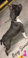 Sincere, a male American Bully for sale in Wesley Chapel, FL – 2 of 7