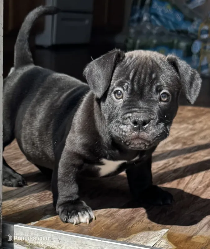 Royal  – American Bully puppy for sale in Wesley Chapel, FL