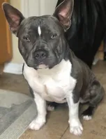 Sincere, a male American Bully for sale in Wesley Chapel, FL – 1 of 7