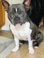 Sincere, a male American Bully for sale in Wesley Chapel, FL – 4 of 7