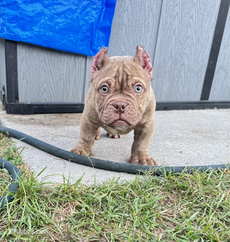 Desert – American Bully puppy for sale in Wesley Chapel, FL