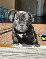 Royal , a male American Bully for sale in Wesley Chapel, FL – 3 of 5