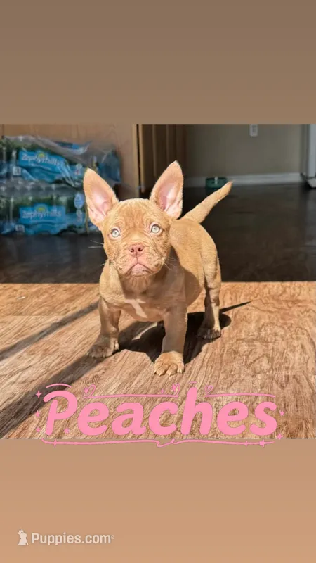 Peaches – American Bully puppy for sale in Wesley Chapel, FL