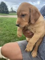 Rusty, a male Labrador Retriever for sale in Harrison, SD – 5 of 5