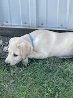 Sampson, a male Labrador Retriever for sale in Harrison, SD – 2 of 7