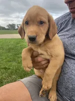 Rusty, a male Labrador Retriever for sale in Harrison, SD – 4 of 5
