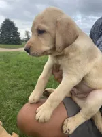 Merle, a male Labrador Retriever for sale in Harrison, SD – 2 of 4