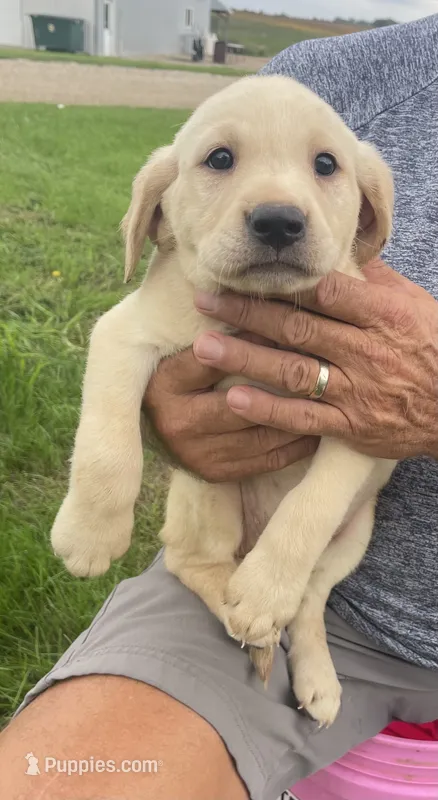 Sally – Labrador Retriever puppy for sale in Harrison, SD