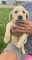 Sally, a female Labrador Retriever for sale in Harrison, SD – 1 of 3