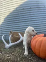 Trigger, a male Labrador Retriever for sale in Harrison, SD – 3 of 7
