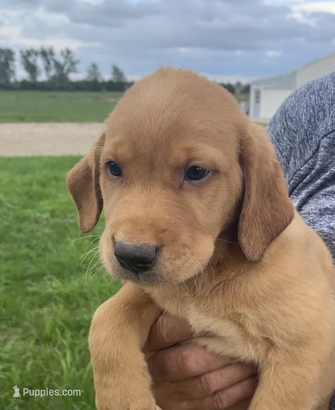 Rusty – Labrador Retriever puppy for sale in Harrison, SD