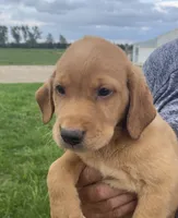 Rusty, a male Labrador Retriever for sale in Harrison, SD – 1 of 5