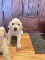 processed/73952826-bc1e-411a-9e0b-08605434c8bc/listing/53a5b279-1d7b-4ff1-a589-936254e283d2/ba59747e-d20a-4e58-9876-165e6c0db236