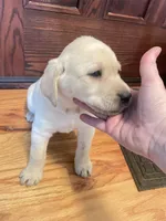 processed/73952826-bc1e-411a-9e0b-08605434c8bc/listing/53a5b279-1d7b-4ff1-a589-936254e283d2/d9975319-3c75-44b0-b29e-a278fee91da0