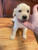 processed/73952826-bc1e-411a-9e0b-08605434c8bc/listing/53a5b279-1d7b-4ff1-a589-936254e283d2/fce494ef-fbf1-4d84-854a-56f4cacc7827