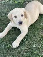 Sampson, a male Labrador Retriever for sale in Harrison, SD – 4 of 7
