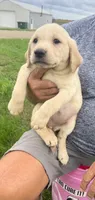 Sally, a female Labrador Retriever for sale in Harrison, SD – 2 of 3