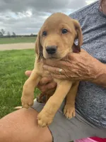 Rusty, a male Labrador Retriever for sale in Harrison, SD – 3 of 5