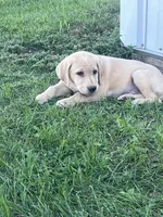 Sampson, a male Labrador Retriever for sale in Harrison, SD – 7 of 7