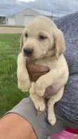 Sally, a female Labrador Retriever for sale in Harrison, SD – 3 of 3