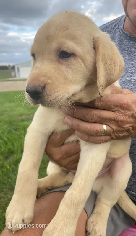 Merle – Labrador Retriever puppy for sale in Harrison, SD