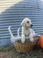 Trigger, a male Labrador Retriever for sale in Harrison, SD – 2 of 7