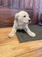 processed/73952826-bc1e-411a-9e0b-08605434c8bc/listing/872cd0e4-7d56-49d5-899b-42f810c32baf/a35b6980-5d78-4915-af2a-a94ddbc49cdb