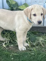 Sampson, a male Labrador Retriever for sale in Harrison, SD – 6 of 7