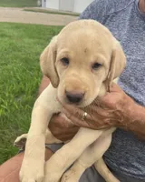 Merle, a male Labrador Retriever for sale in Harrison, SD – 3 of 4